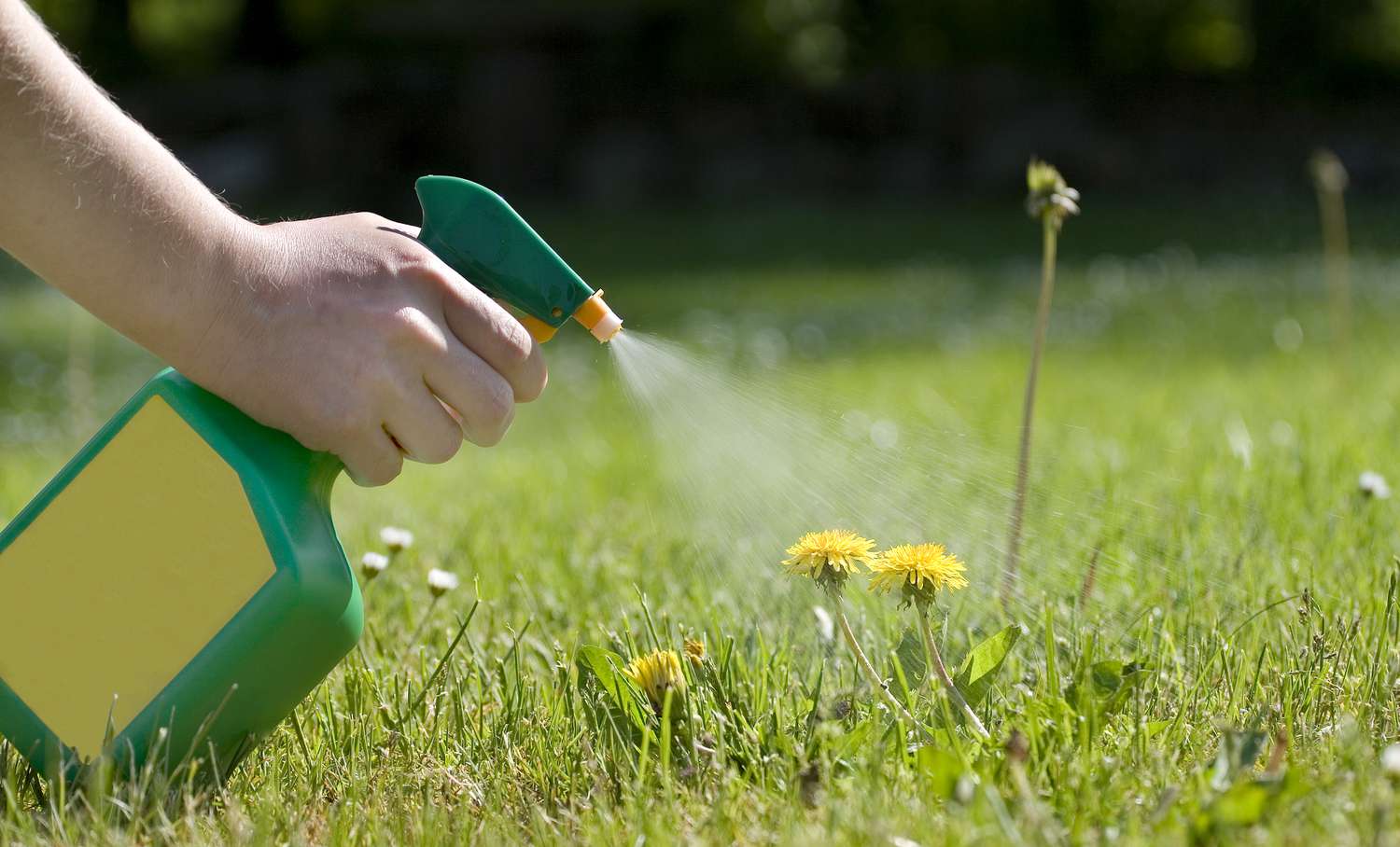 How To Get Rid of Weeds Without Killing Grass in South Africa